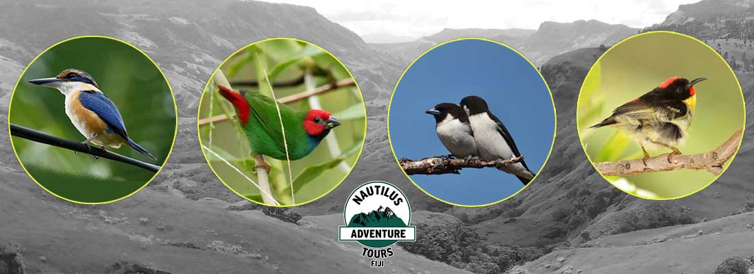 Early Morning Bird Watching Tour, Nautilus Fiji